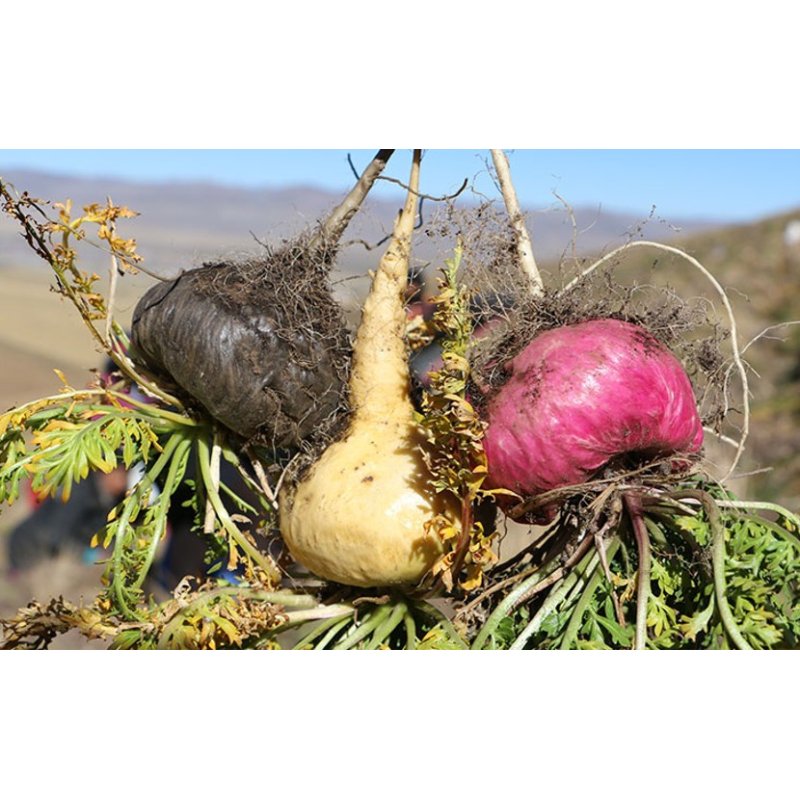 Raíz de Maca Roja Orgánica en Polvo Gelatinizado - Vegana - 250g - From Peru