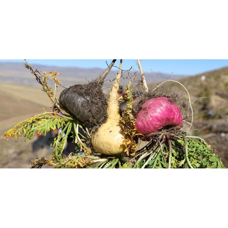 Capsulas de Raíz de Maca Roja - Veganas - 750mg