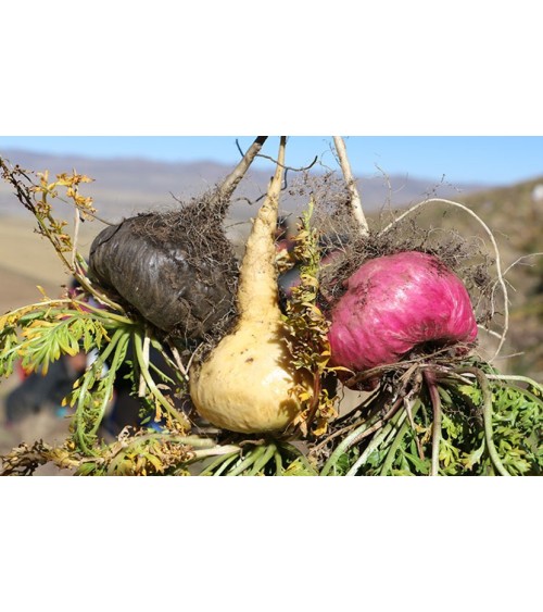 Raíz de Maca Negra Orgánica Gelatinizada