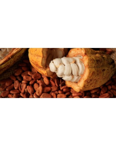 Cacao Criollo Orgánico, Variedad Criolla