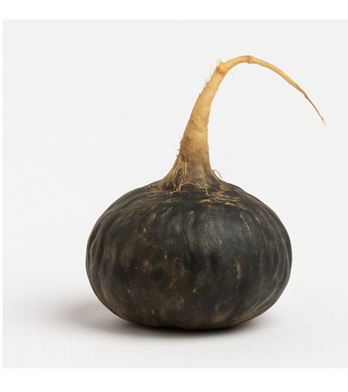 Raíz de Maca Negra Orgánica Gelatinizada