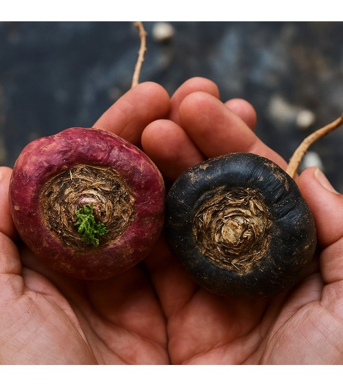 Raíz de Maca Negra Orgánica Gelatinizada