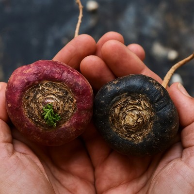 Raíz de Maca Negra Orgánica Gelatinizada