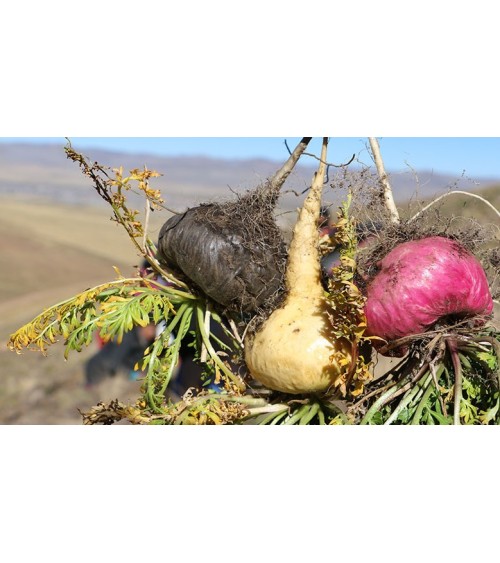 Triple Raíz de Maca Orgánica Gelatinizada