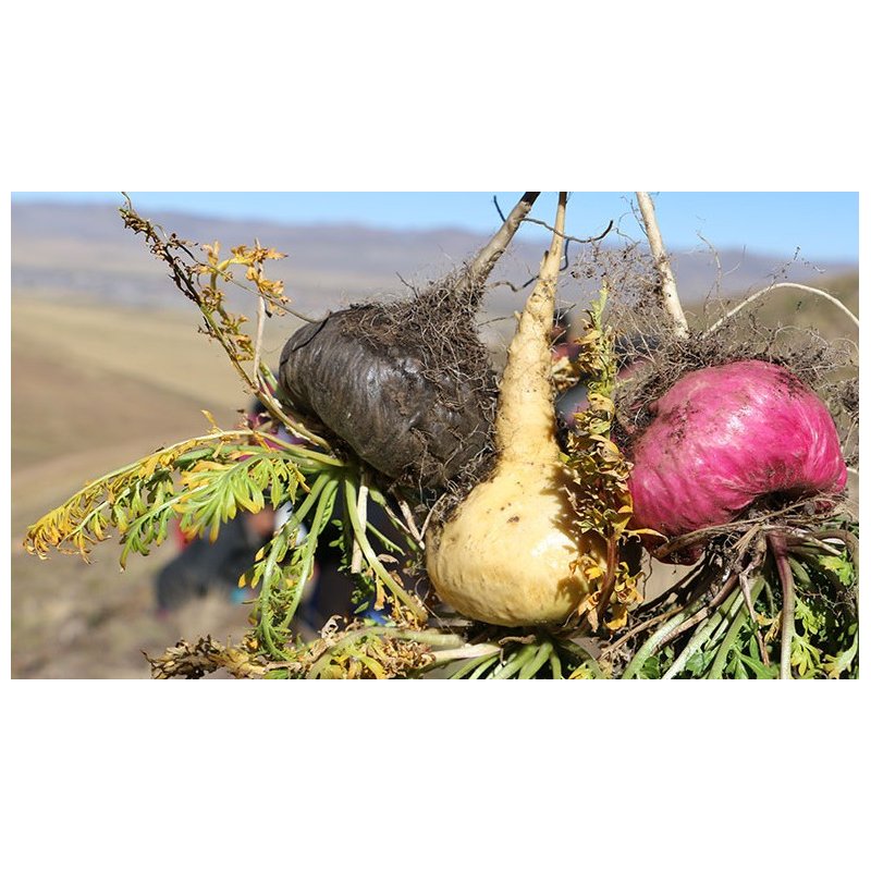 Triple Maca Root Powder Gelatinized - Vegan - 250g - From Peru