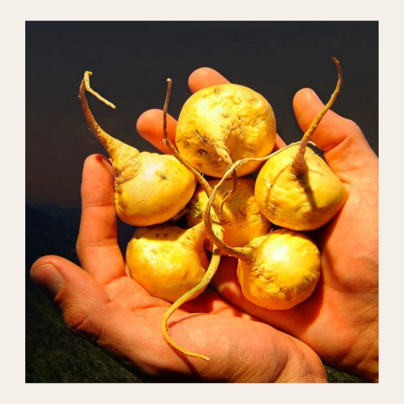Raíz de Maca Triple en Polvo Gelatinizado - Vegano - 250g - del Perú